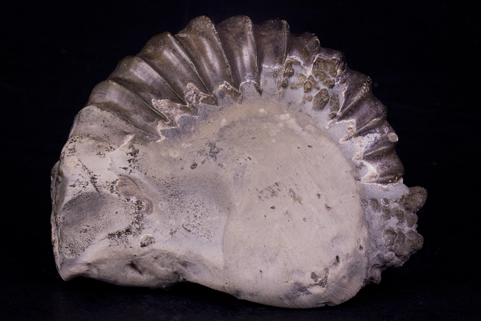 ammonit-unterstuermig-9357.jpg