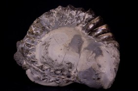 ammonit-unterstuermig-9359.jpg