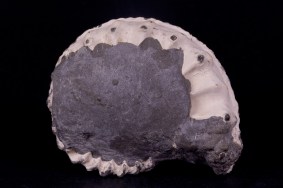 ammonit-unterstuermig-9364.jpg